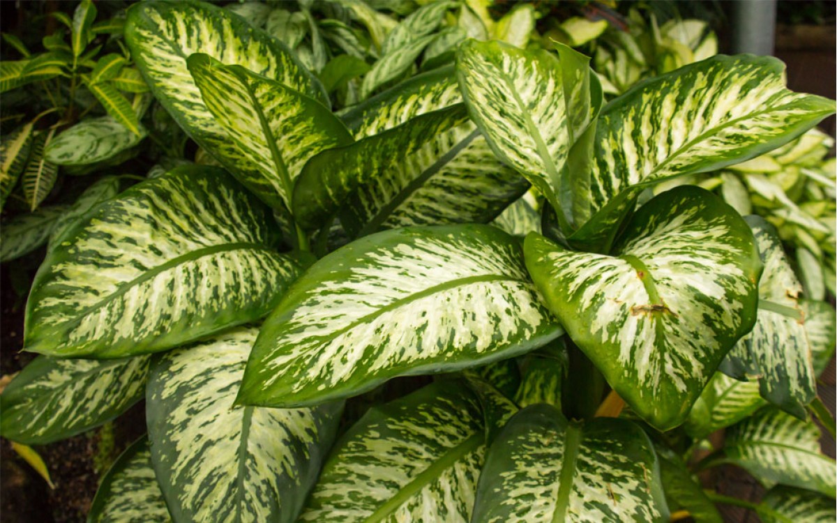 Dieffenbachia