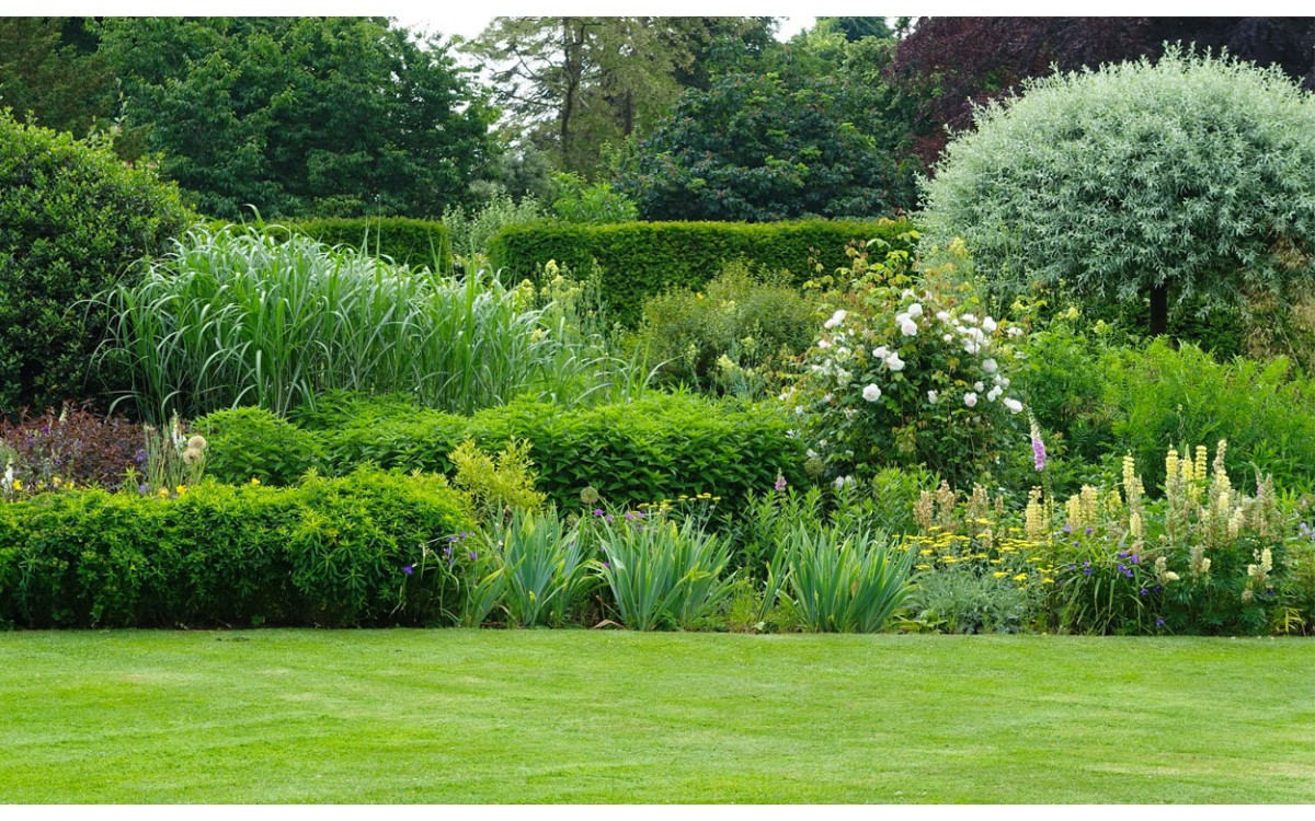 Diferentes tipos de plantas