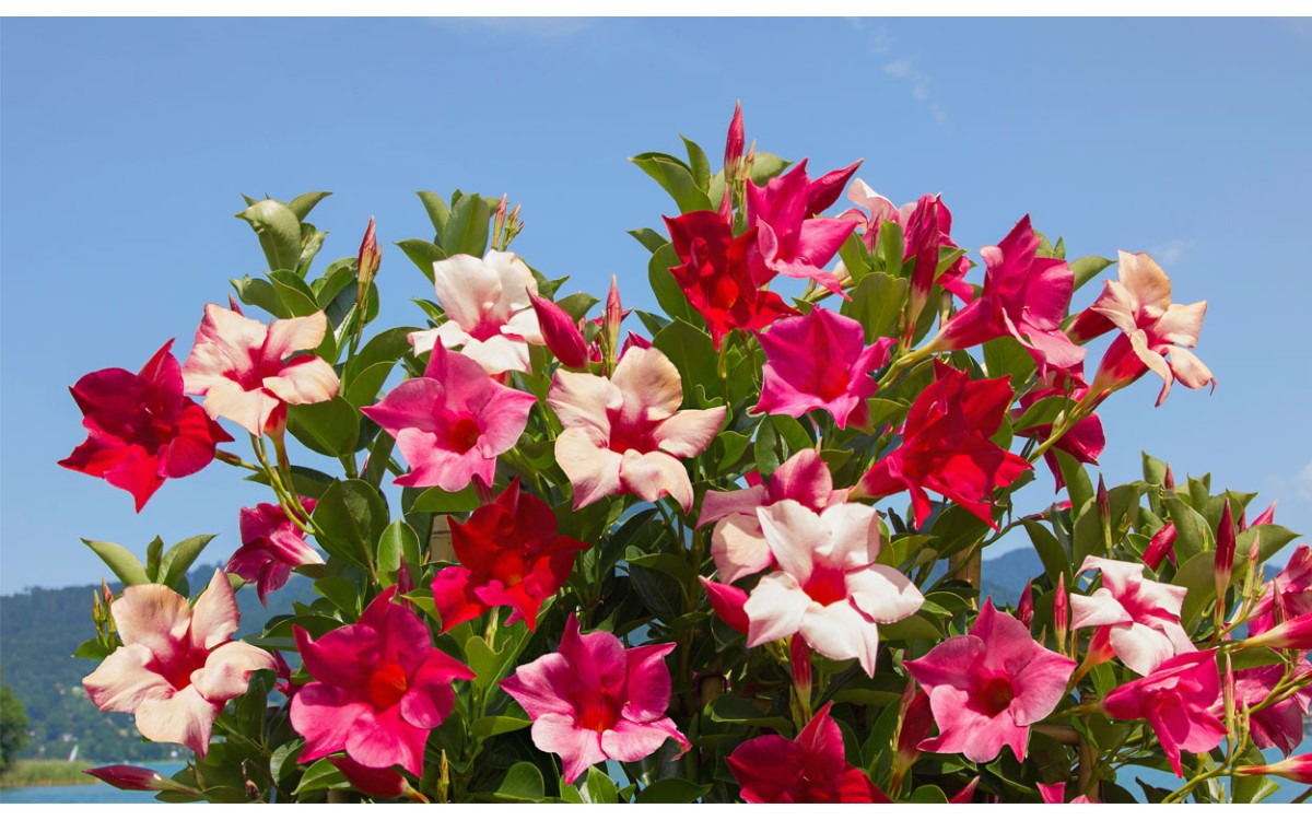 Dipladenia, o mandevilla es una planta trepadora con flores que se pueden utilizar en el jardín y el