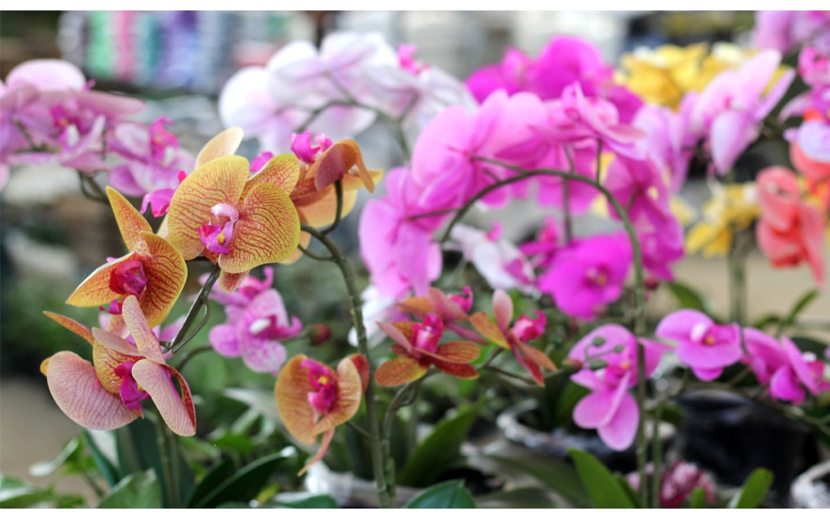 ¿Dónde comprar centros de orquídeas en Madrid?