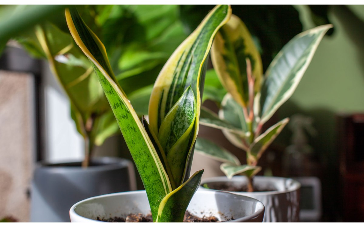 Dracaena Trifasciata o Sansevieria Trifasciata 