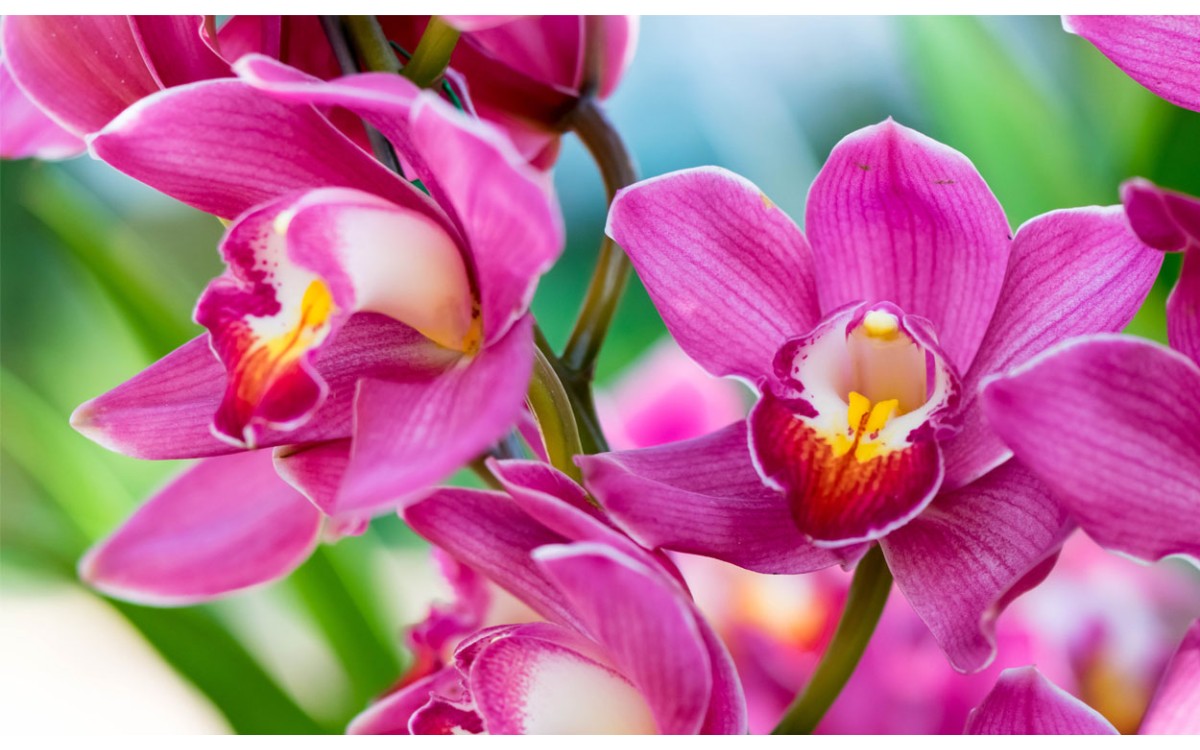 Dónde comprar orquídeas online