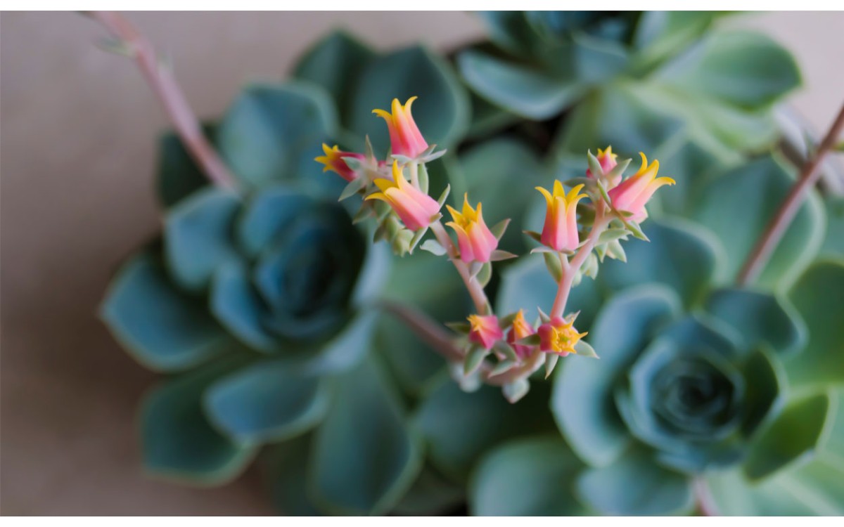 Echeveria elegans o Rosa de Alabastro