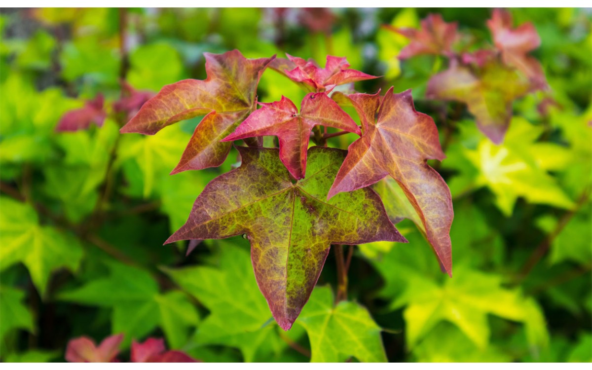 El Acer cappadocicum Gled. tambien es conocido por Acer cappadocicum, Acer cappadocium, Acer capadoc