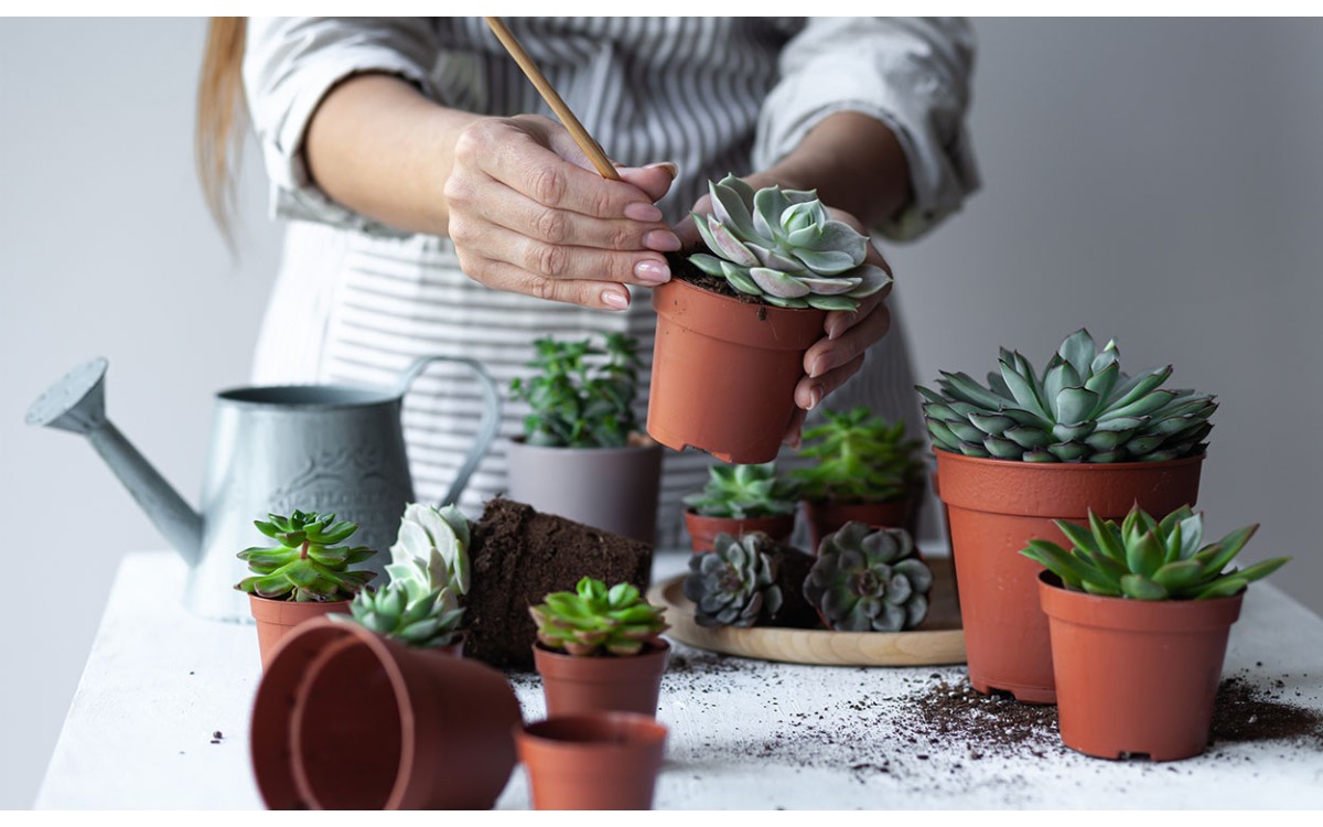 El Feng Shui dice dónde colocar los cactus