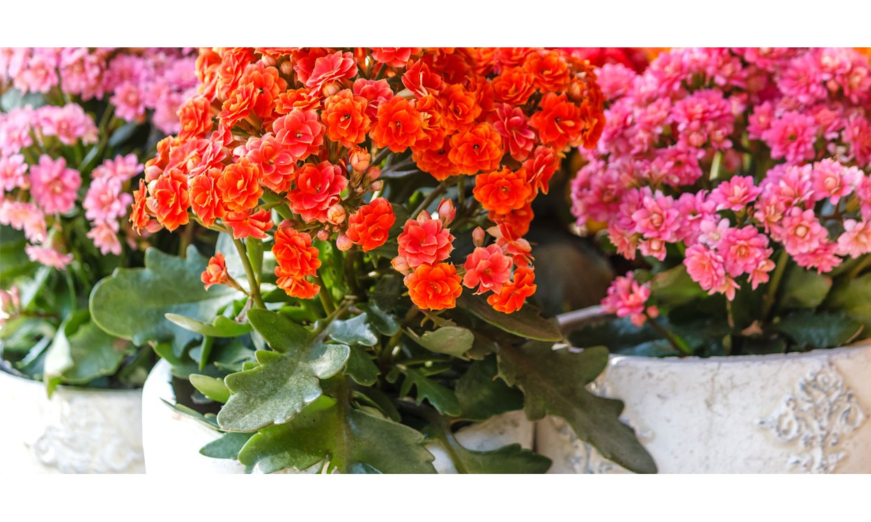 El Kalanchoe y sus múltiples propiedades El Kalanchoe y sus múltiples propiedades