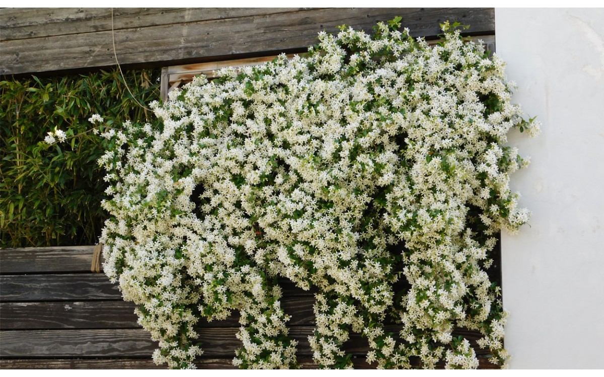 El Trachelospermum Jasminoides, la más hermosa de las trepadoras