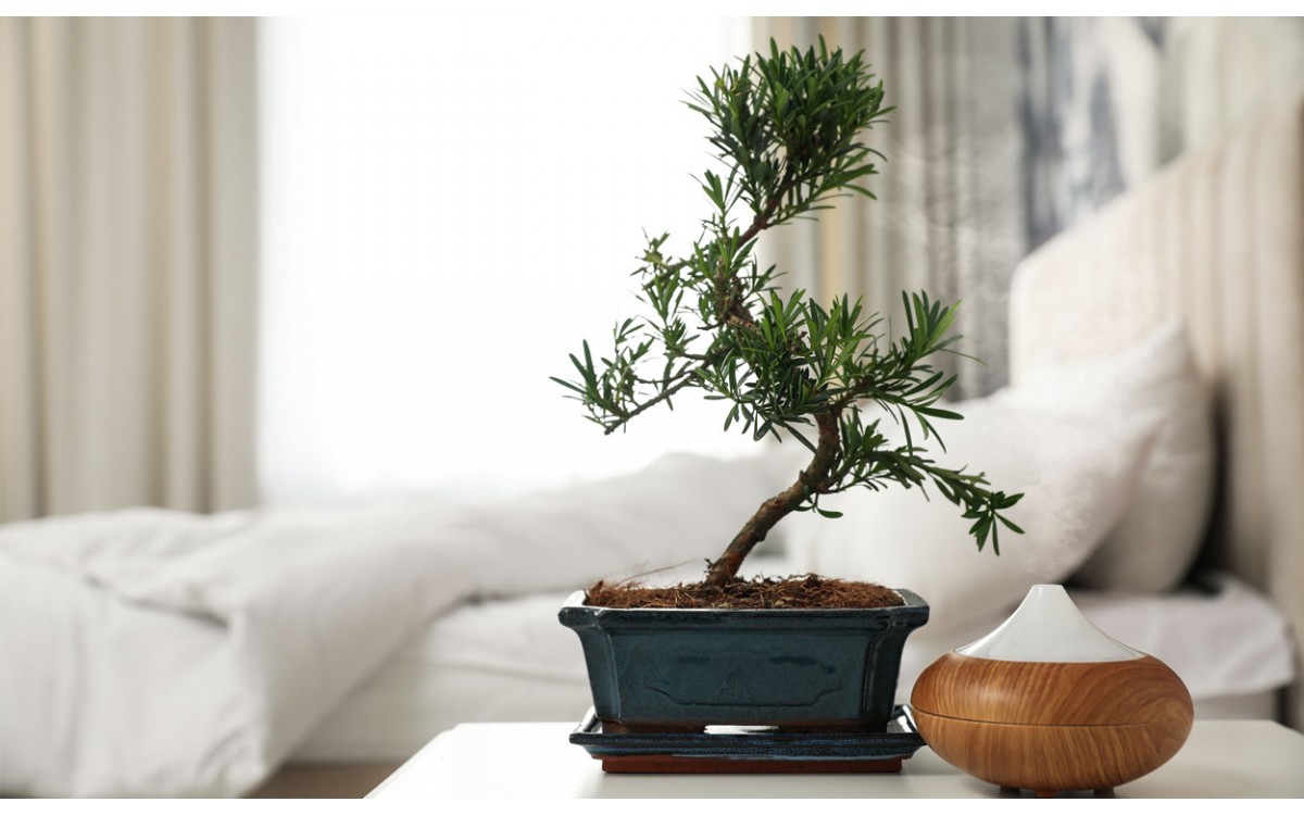 El bonsái, una pieza de arte para tener en casa