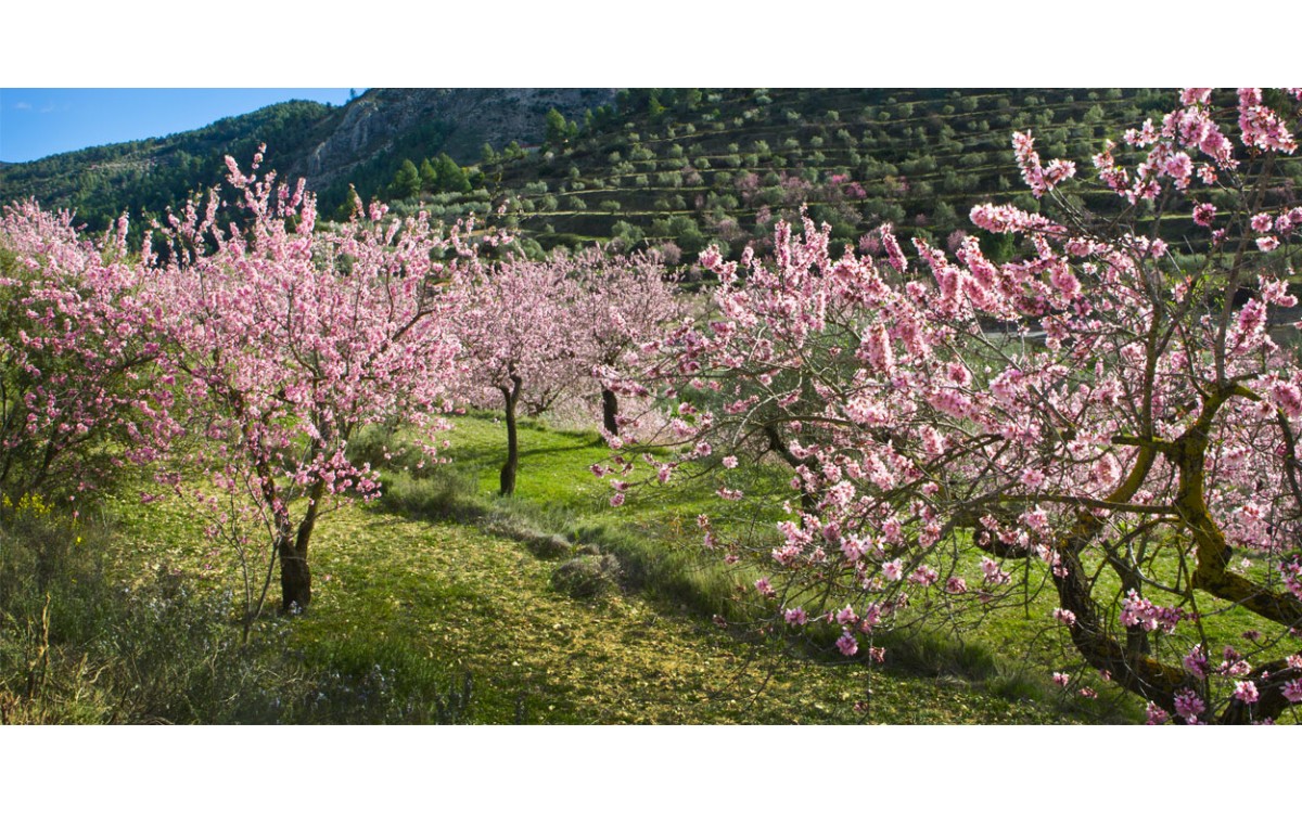 El cerezo, cien años de delicia frutal