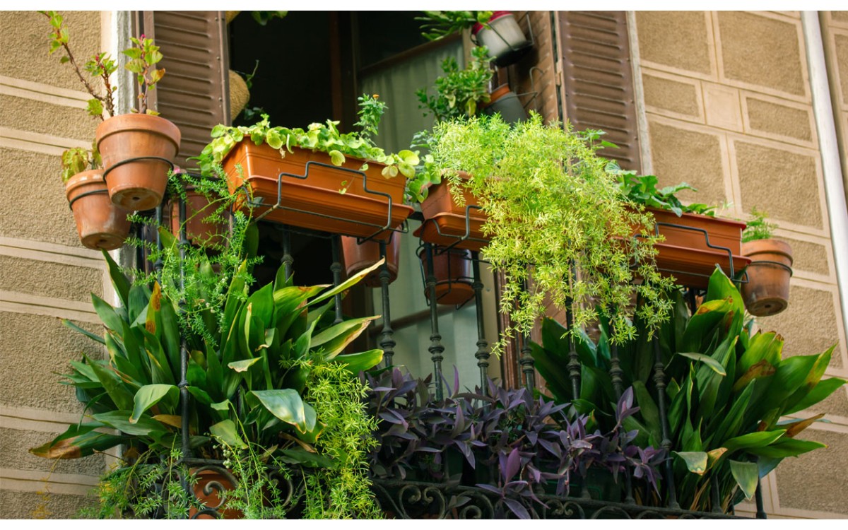 Eleve su terraza con plantas de exterior