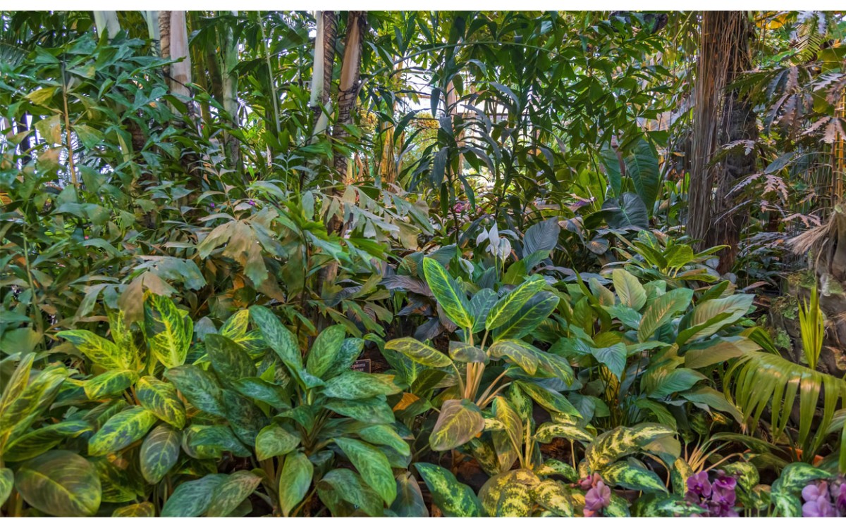 Emulando una jungla en su patio trasero