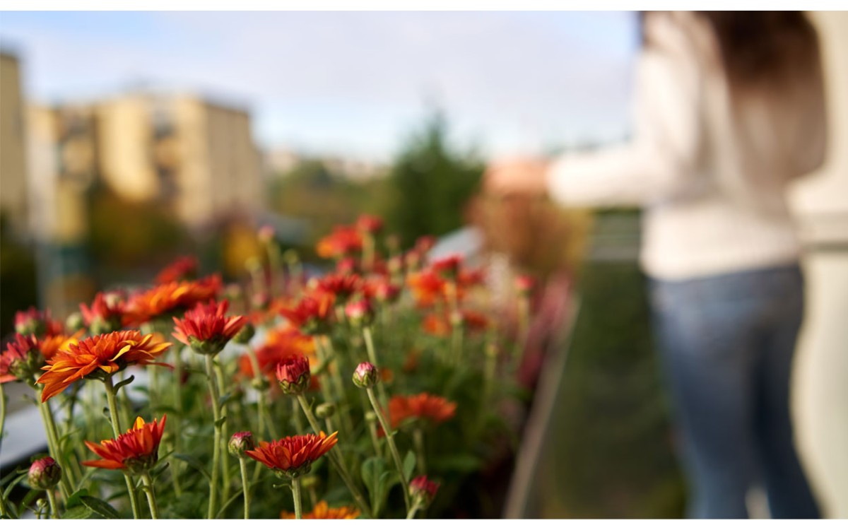 ¿Eres capaz de alargar la vida de las flores de tus plantas?