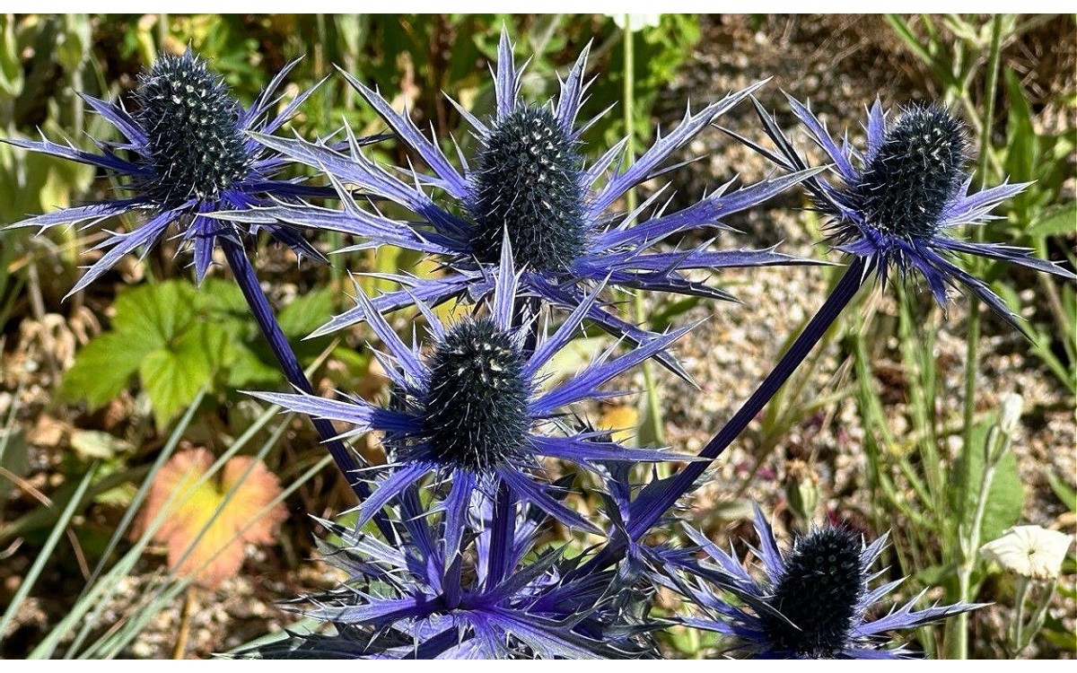 Eryngium alpinum L., conocido como cardo de los Alpes o eringio alpino