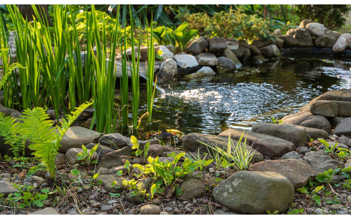 ¿Está familiarizado con los requisitos de mantenimiento de un estanque en el jardín?