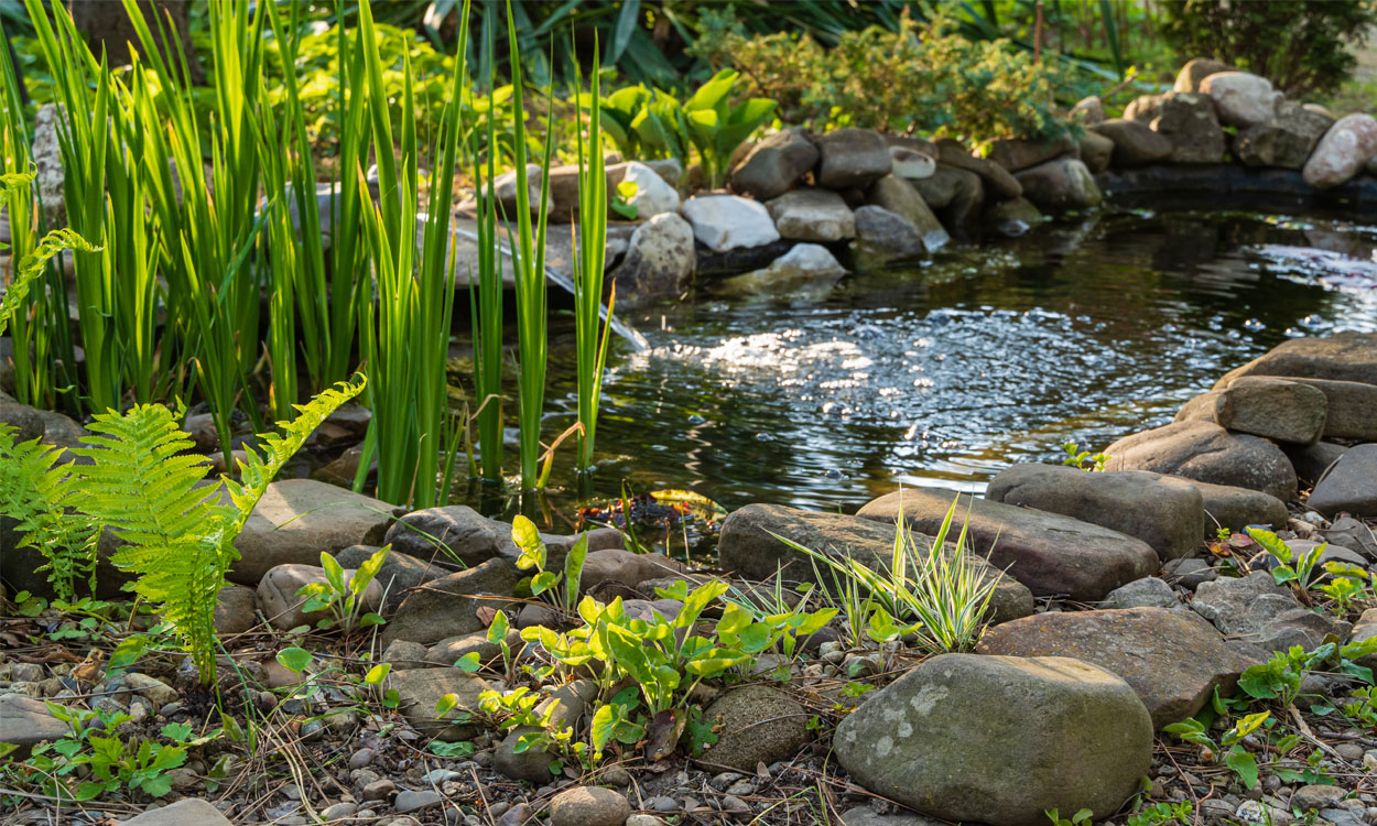 Está familiarizado con los requisitos de mantenimiento de un estanque en el  jardín?