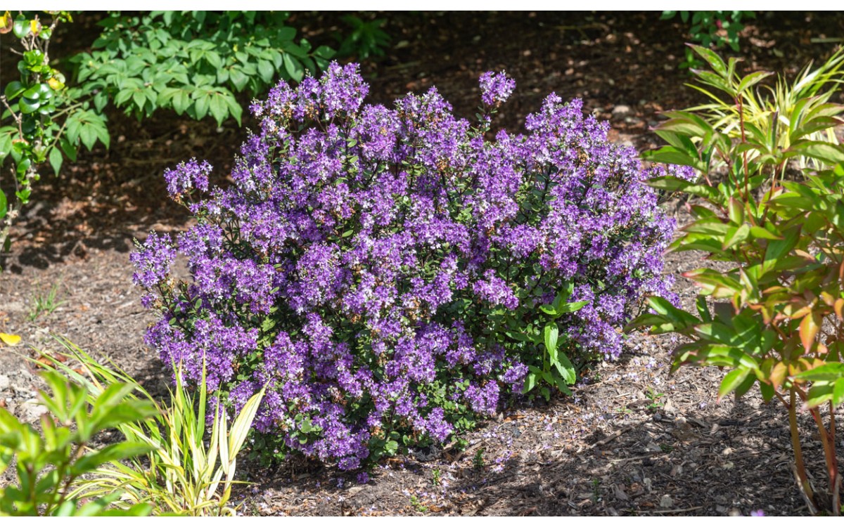 ¿Estás buscando un arbusto impresionante para agregar a tu jardín? Aprende a cultivar verónica