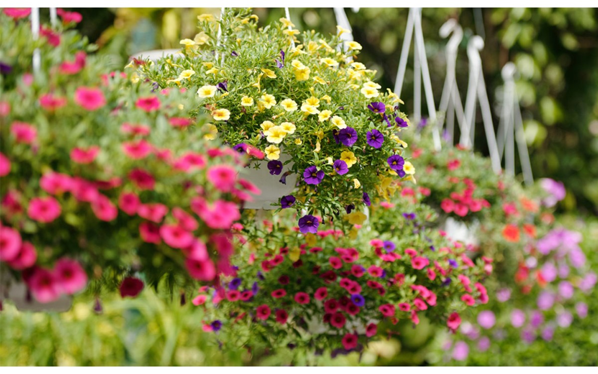 Estas flores son algunas de las más buscadas en verano