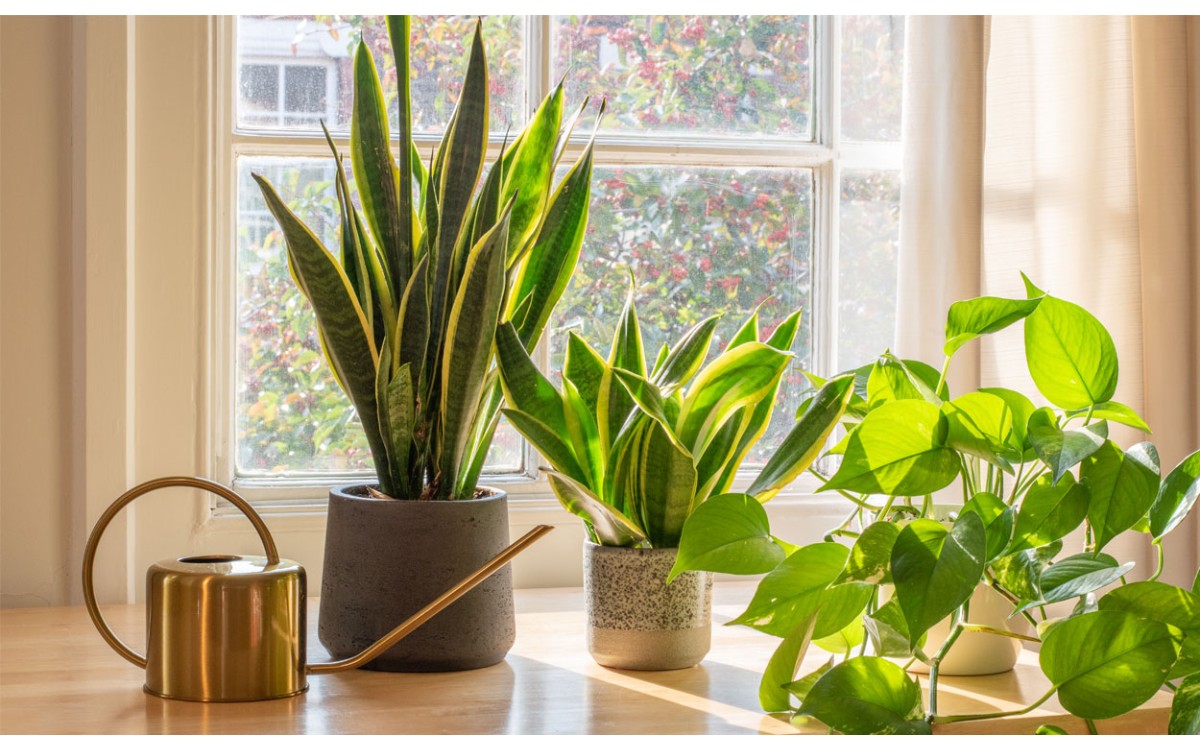 Estas plantas de interior son algunas de las más bellas para su hogar