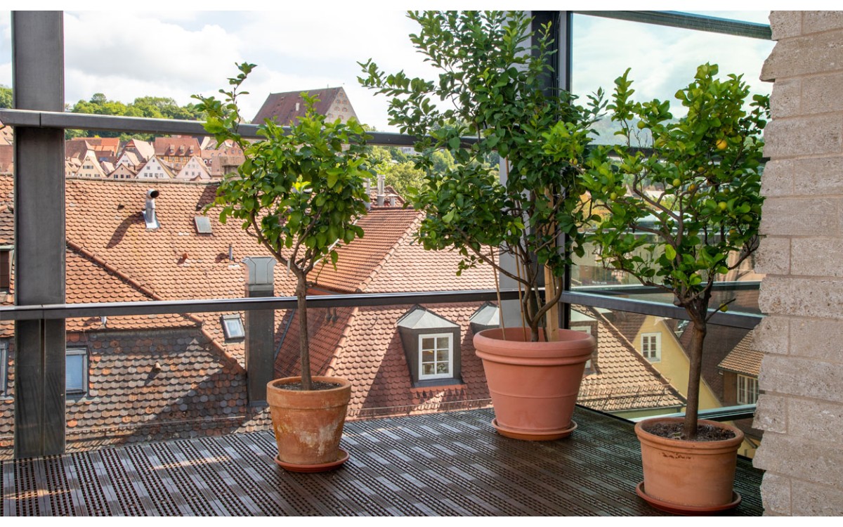 Estos 10 árboles son ideales para su balcón o terraza