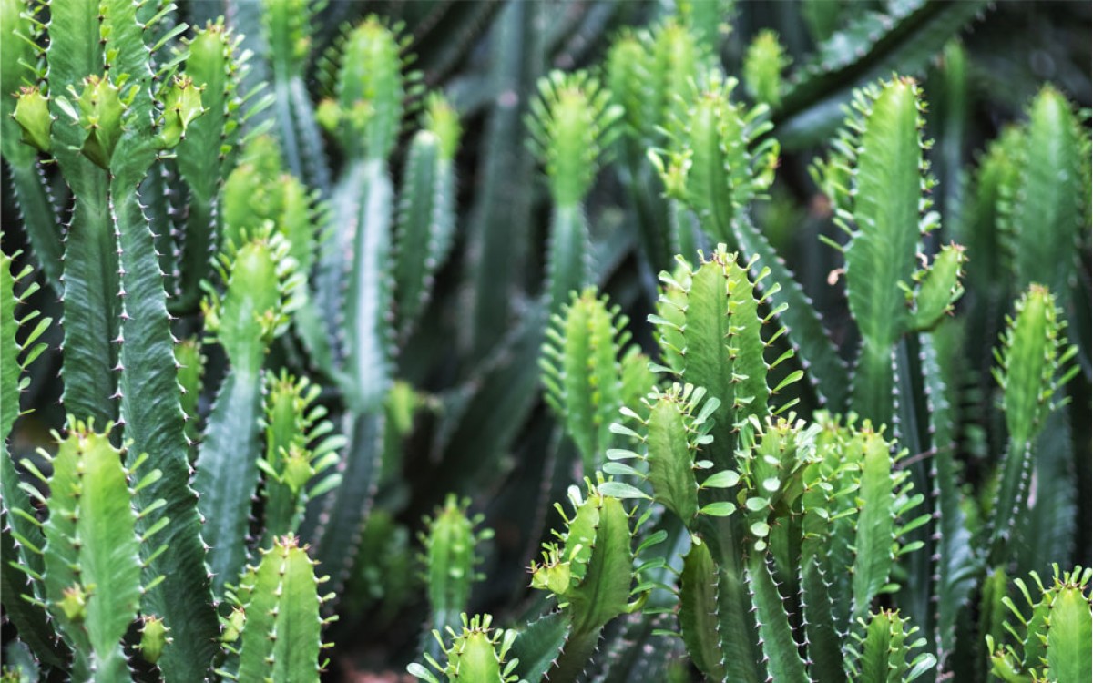 Euphorbia cactus