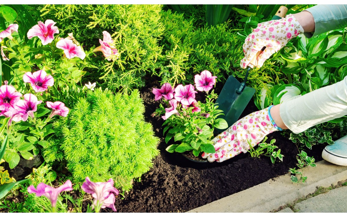 Fáciles de cuidar, hermosas plantas con flores impresionantes