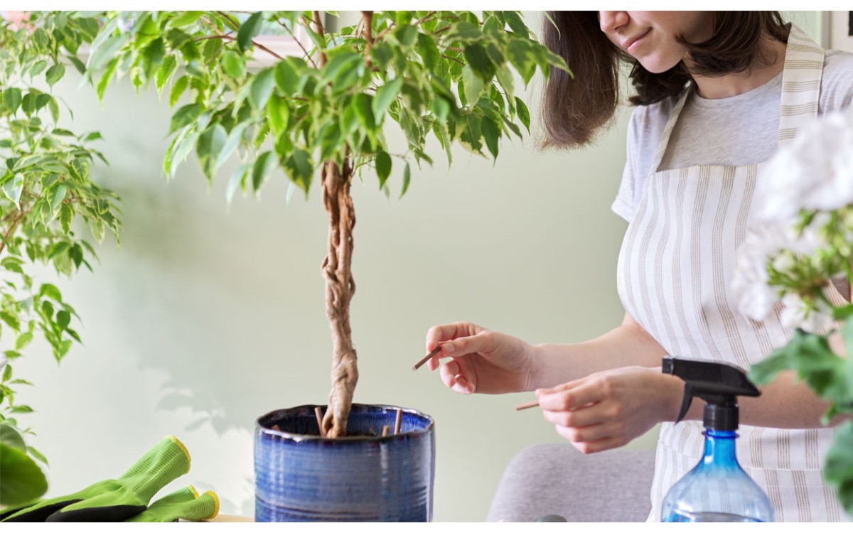 Ficus Benjamina, Cuidados necesarios para que tu planta esté sana