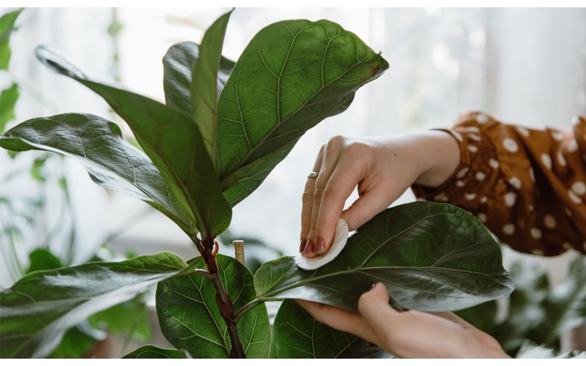 Ficus Lyrata