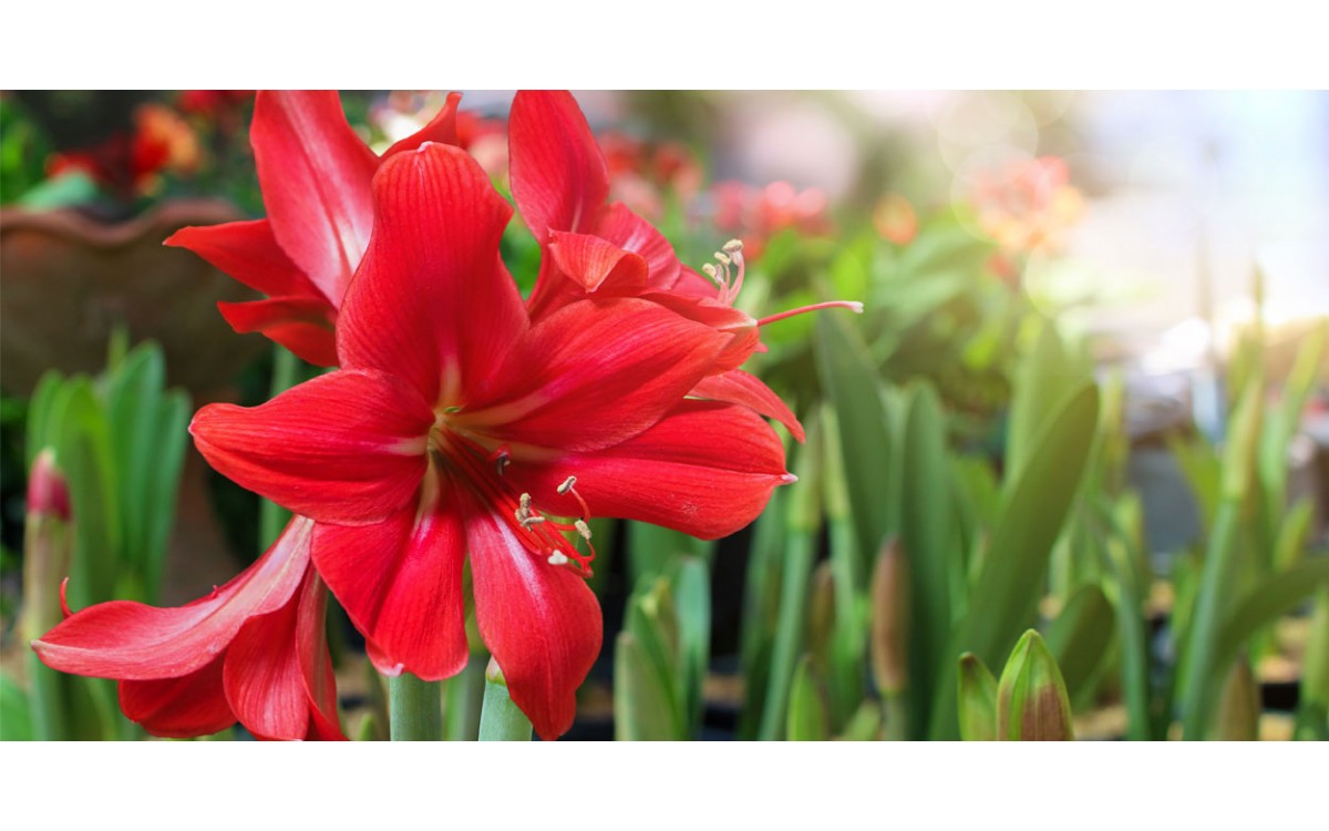 Flor de Amaryllis: Características y Significado