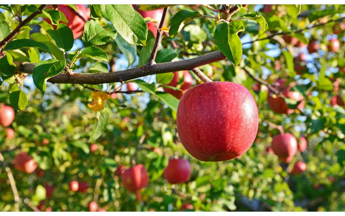 Frutos de naturaleza vegetal