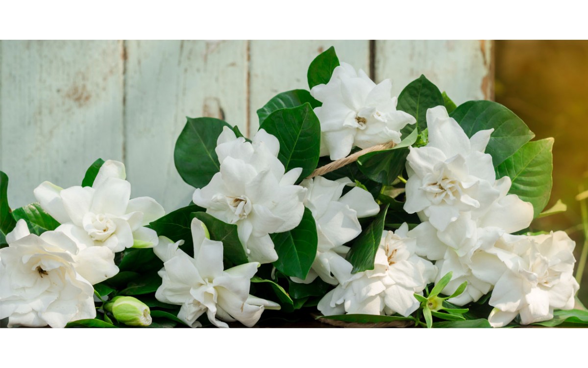 Gardenia, una flor para perfumar tus espacios