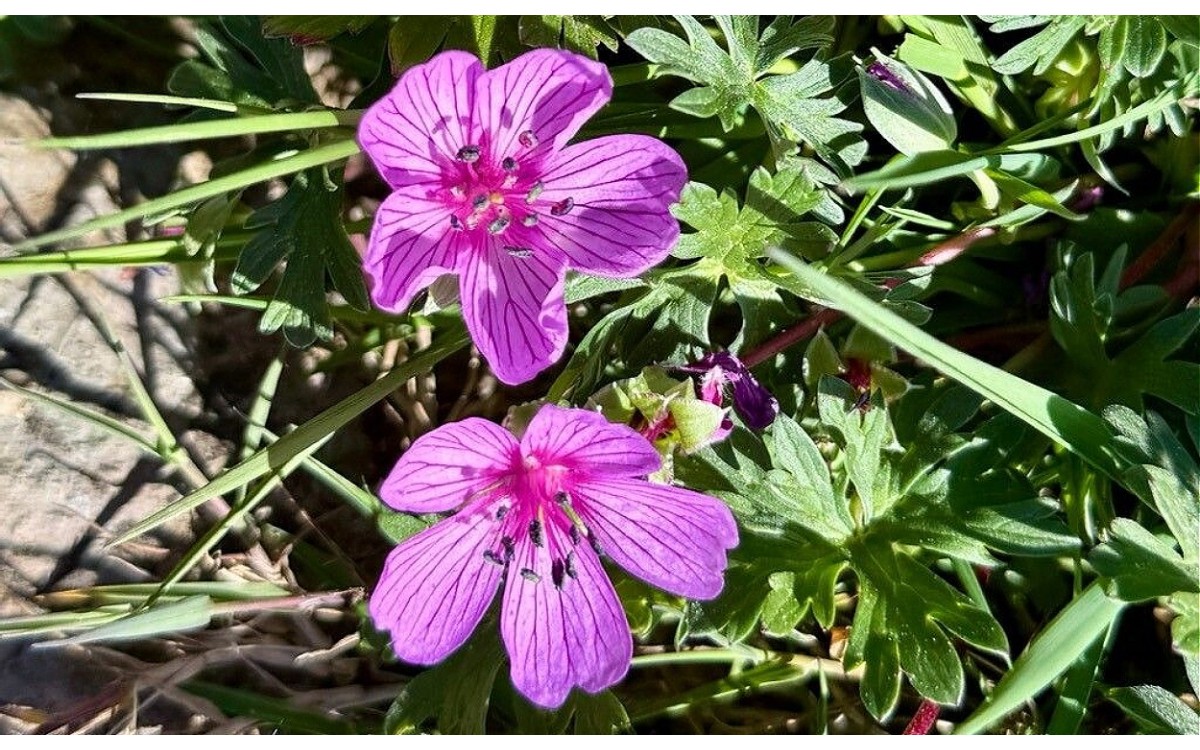 Geranium subargenteum con flores rosas y follaje plateado