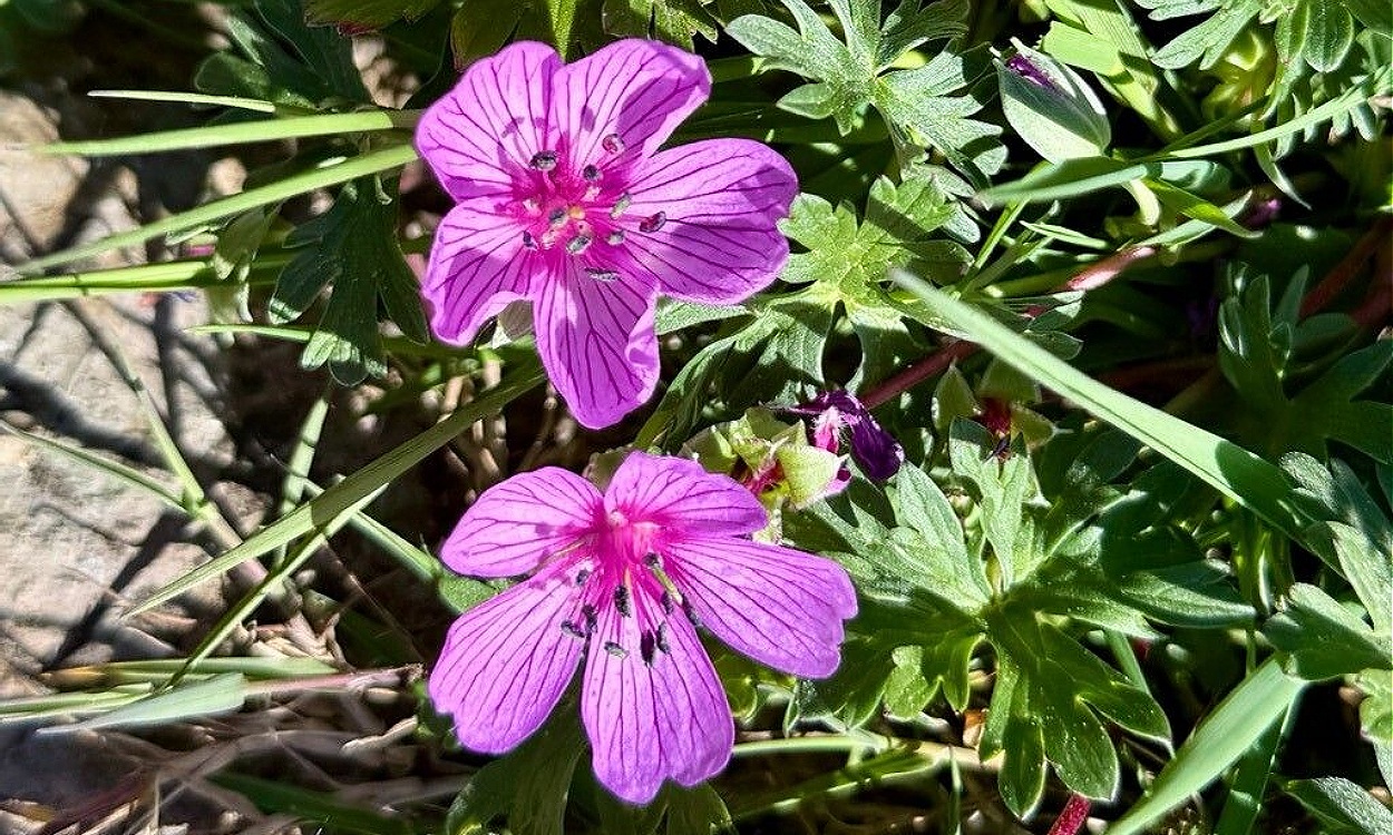 Flores rosas del Geranium subargenteum Lange, geranio cantábrico silvestre