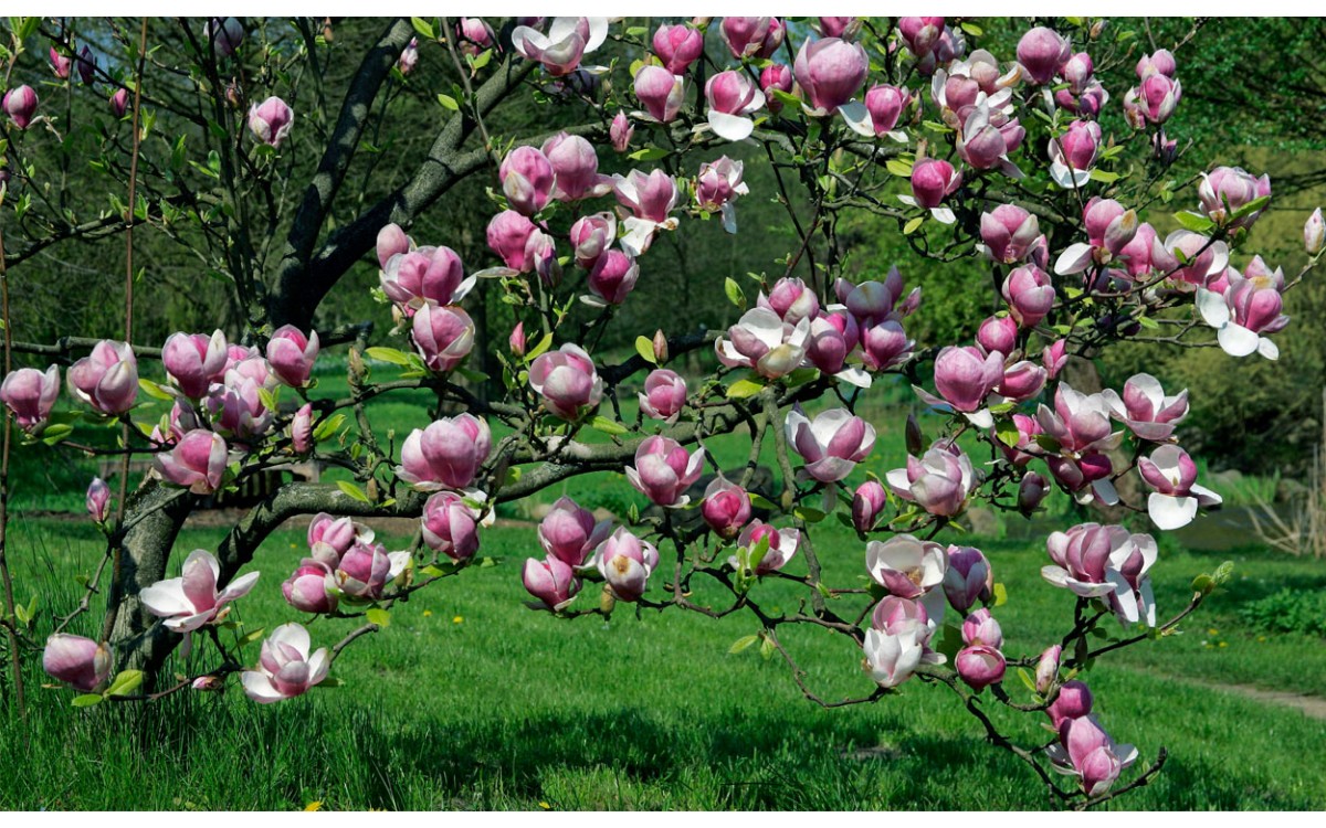 Grandiosas Magnolias