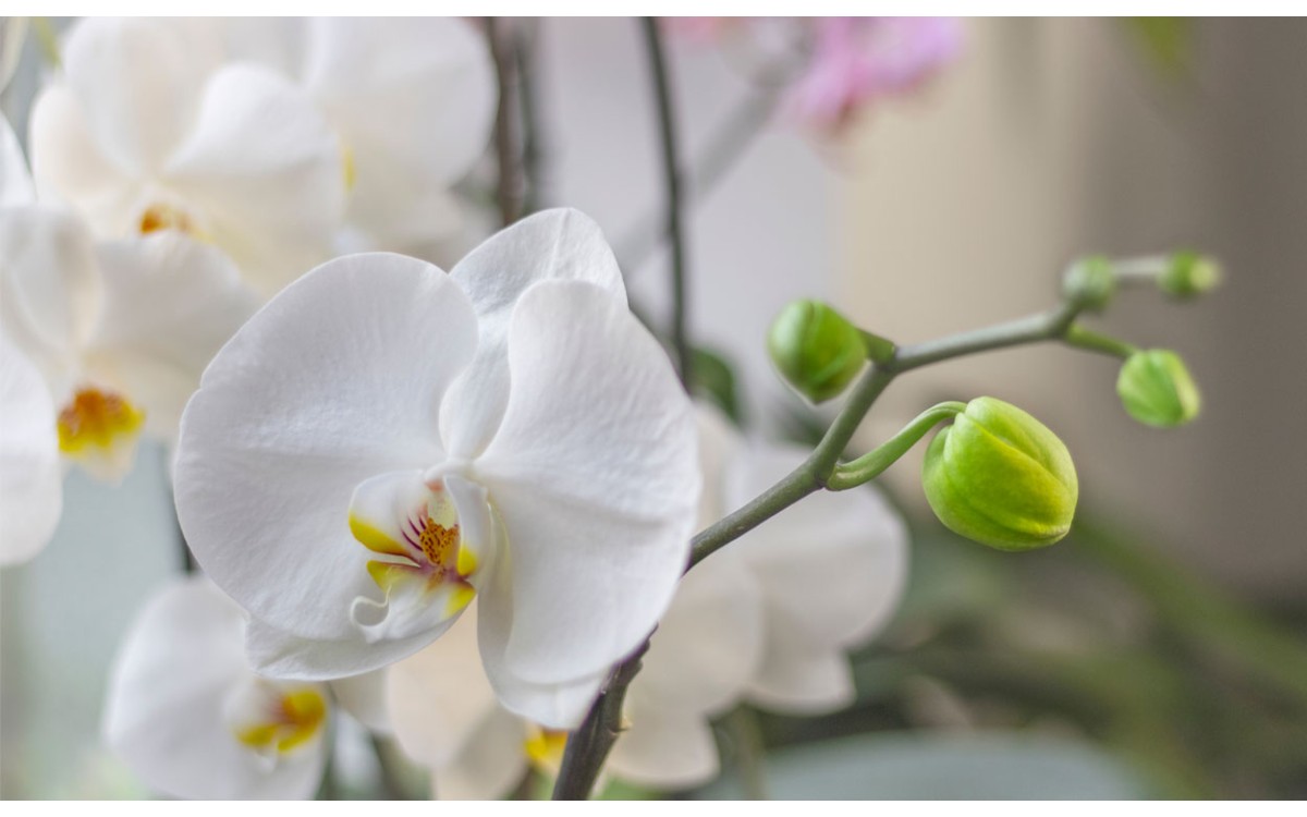Guía para mantener felices a las orquídeas blancas en casa