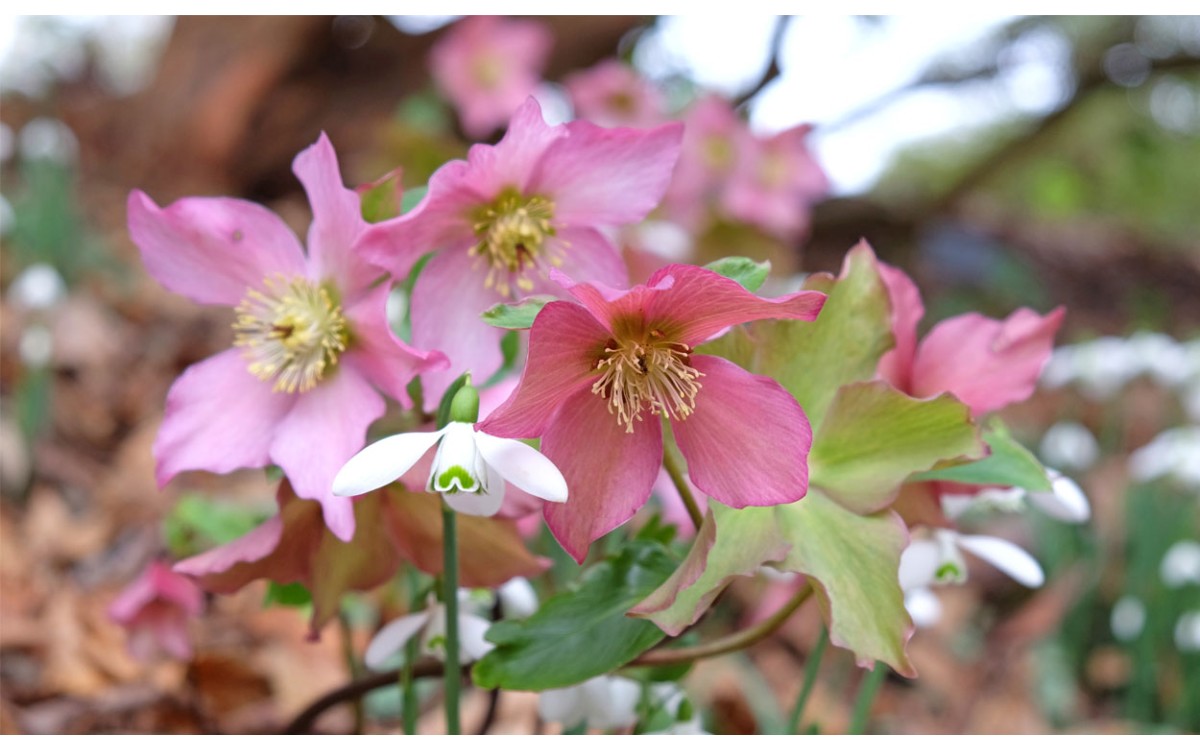 HELLEBORUS: La Rosa de Navidad