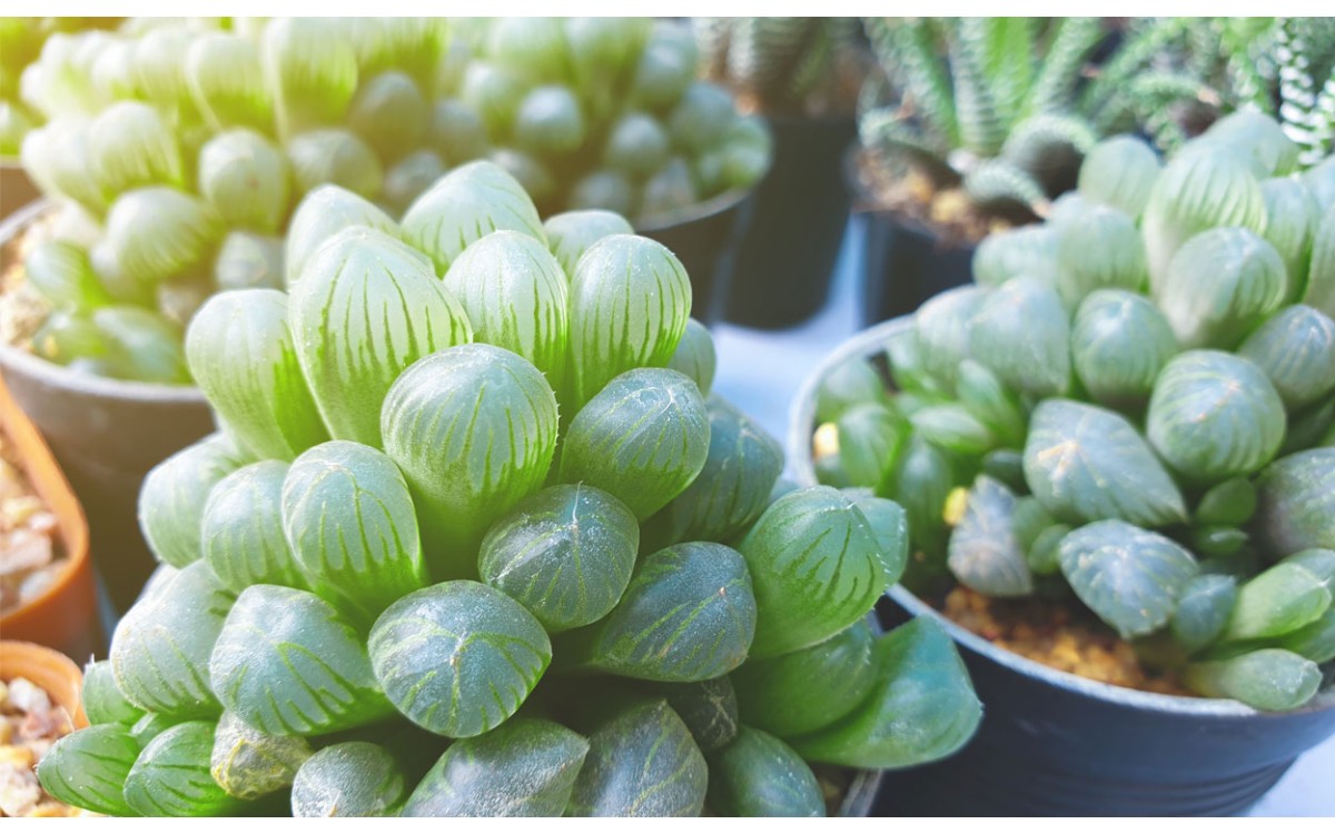 Haworthia cooperi