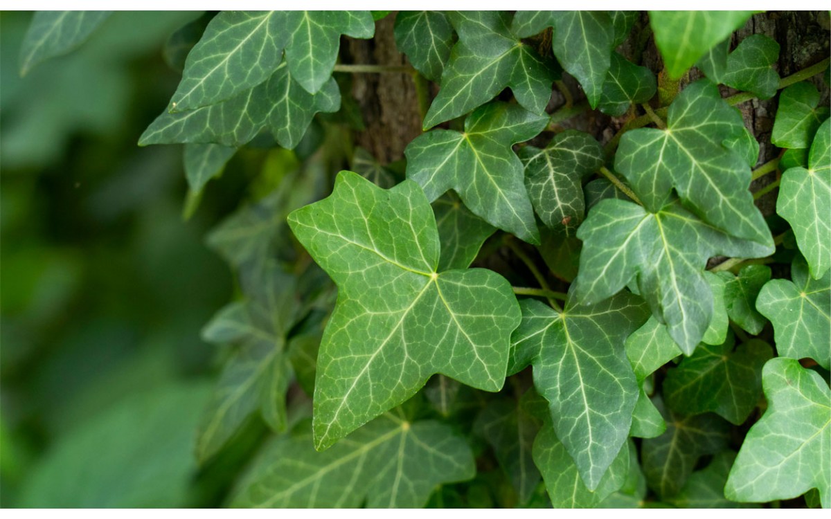 Hedera Helix y sus usos en la medicina