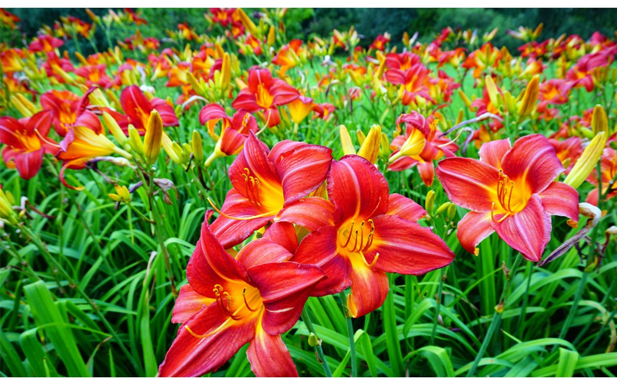 Hemerocallis