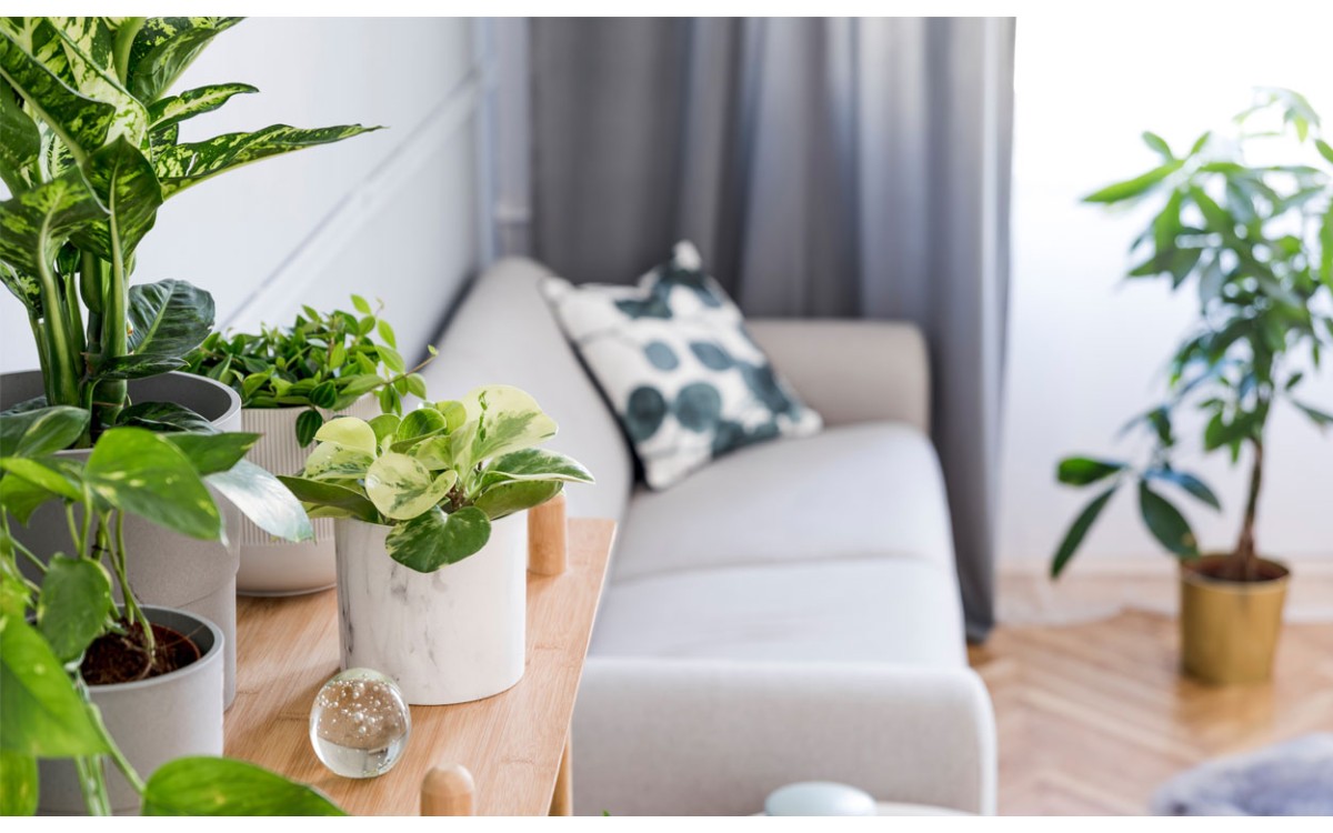 Hermosas plantas de interior o exterior para decorar tu hogar