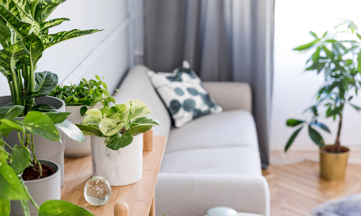 Hermosas plantas de interior o exterior para decorar tu hogar
