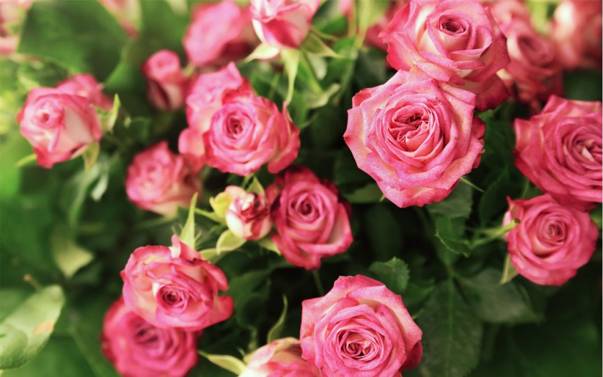 Hermosas y coloridas Rosas para ocasiones especiales