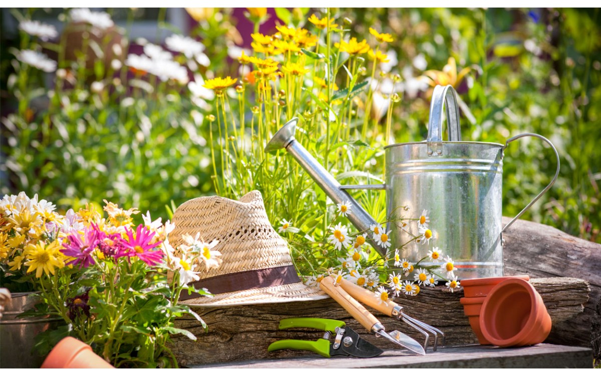 Herramientas que necesitas para podar tus plantas en casa