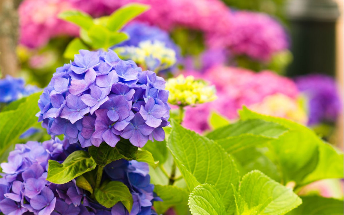 Hortensia, la flor Pompom