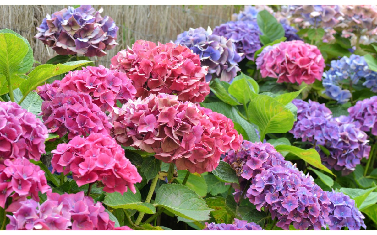 Hortensias, pompones de intenso color