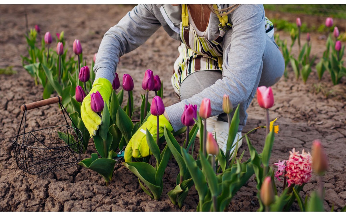Instrucciones paso a paso sobre cómo plantar tulipanes correctamente
