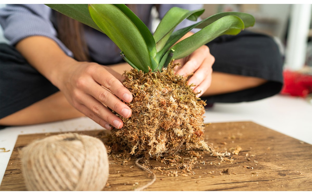 Instrucciones paso a paso sobre cómo hacer un Kokedama