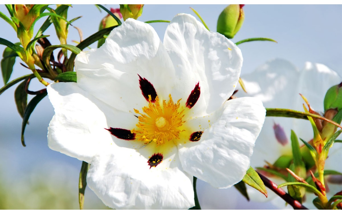 JARA, una planta arbustiva mediterránea con bonitas flores y muy buenas cualidades