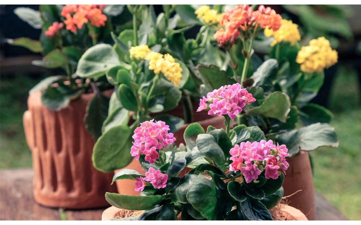 Kalanchoe: Cuidados y para qué sirve