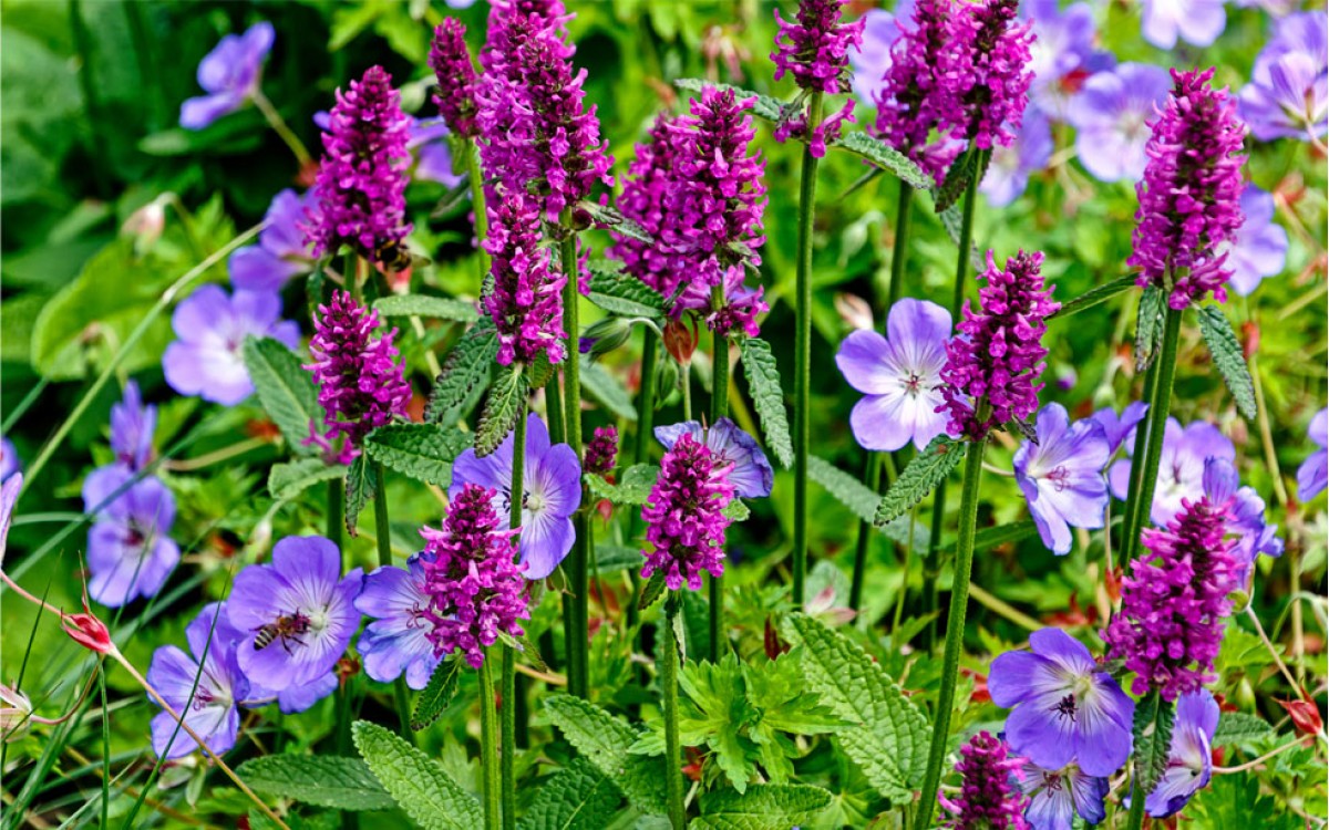 La Betónica un ornamento perfecto para tu jardín. Con efectos sedantes, todo un calmante mundial