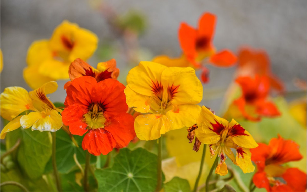 La Capuchina o Taco Reina, una planta rica en Vitamina C y con propiedades estéticas y curativas